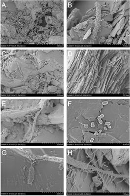 Epilithic Microbial Community Functionality in Deep Oligotrophic Continental Bedrock